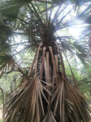Trithrinax campestris