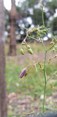 Dianella amoena