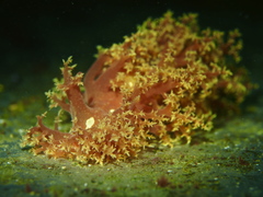 Dendronotus lacteus