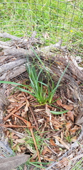 Dianella amoena
