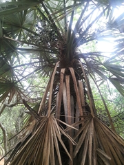Trithrinax campestris