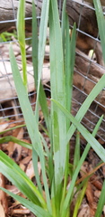 Dianella amoena