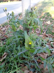 Sonchus oleraceus