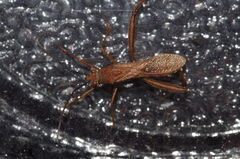 Riptortus linearis