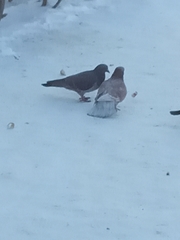 Columba livia domestica