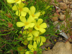 Hibbertia huegelii