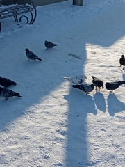 Columba livia domestica