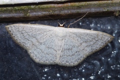Scopula coniaria