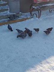 Columba livia domestica