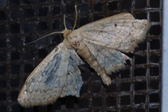Scopula personata