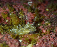 Rubramoena rubescens