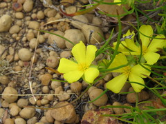 Hibbertia huegelii