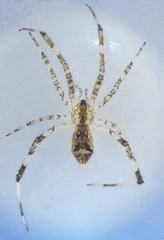 Episinus maculipes