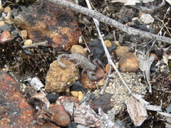 Urodacus planimanus
