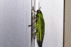 Chrysodema dalmanni
