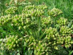 Cnidium dauricum