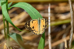 Colotis calais crowleyi