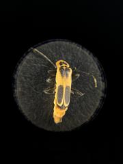 Chauliognathus omissus