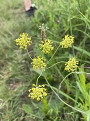 Afrosciadium magalismontanum