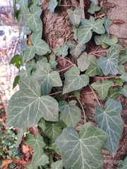 Hedera helix