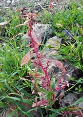 Amaranthus graecizans