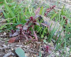 Amaranthus graecizans