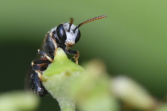 Lasioglossum interruptum
