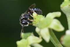 Lasioglossum interruptum