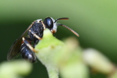 Lasioglossum interruptum
