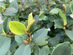 Magnolia figo