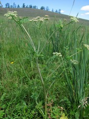 Cnidium dauricum