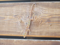 Ptyodactylus hasselquistii