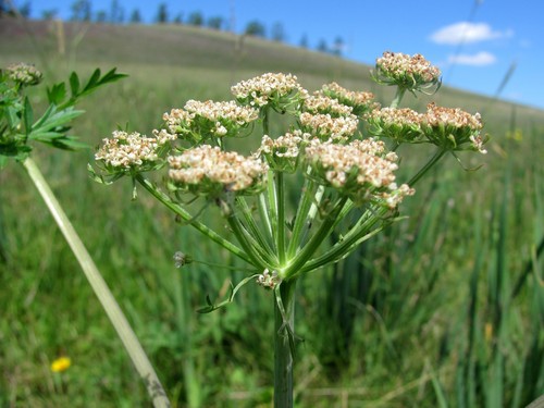Жгун-корень даурский
