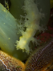 Dendronotus lacteus