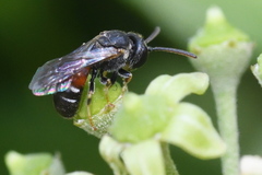 Lasioglossum interruptum