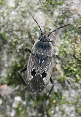 Graptopeltus lynceus