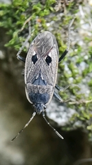 Graptopeltus lynceus