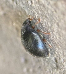 Scymnus rubromaculatus