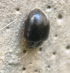 Scymnus rubromaculatus