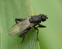 Sphaerocera curvipes