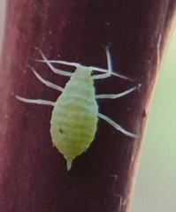 Longicaudus trirhodus