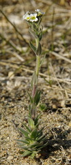 Draba glabella