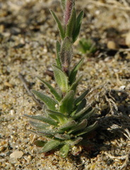 Draba glabella
