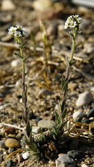 Draba glabella