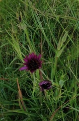 Tragopogon porrifolius