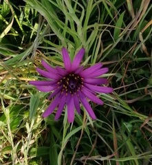 Tragopogon porrifolius