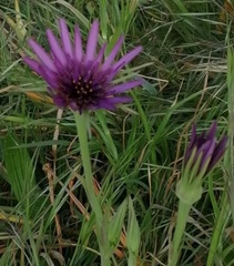 Tragopogon porrifolius