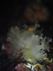 Dendronotus lacteus
