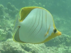 Chaetodon xanthocephalus