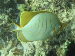 Chaetodon xanthocephalus